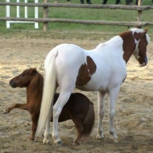 Presos os 4 homens que roubaram o cavalo mais pequeno do mundo