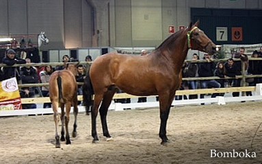 Coudelaria de Santa Margarida em grande