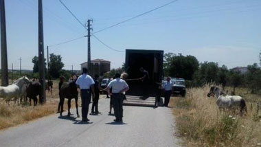 GNR apreende doze cavalos próximo de Évora