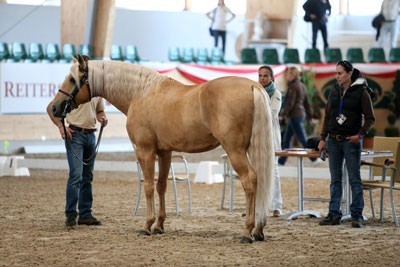 29 Cavalos apurados para o Mundial de Equitação de Trabalho 2014