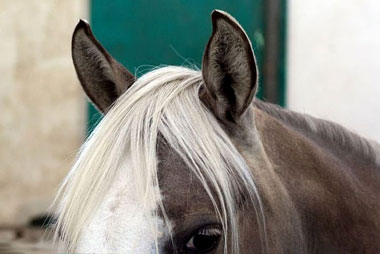 Estudo revela que cavalos usam orelhas e olhos para comunicar
