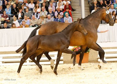 Hanoverian Foals Delighted International Customers
