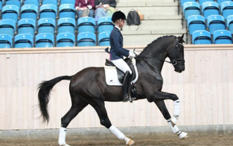 Danish Stallion Sezuan triumps in fiveyearold dressage horses