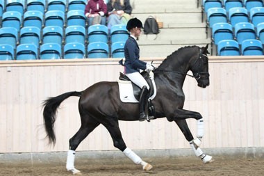Danish Stallion Sezuan triumps in five-year-old dressage horses - Verden