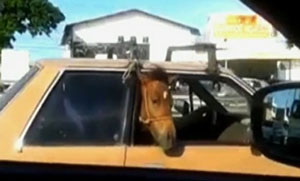 Condutor com cavalo no banco de trás do carro (VÍDEO)