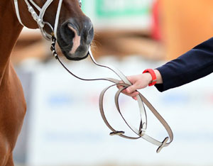 JEM 2014: Os 6 cavalos portugueses passam no vet check