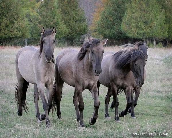 Cavalos de Raça “Sorraia” e “Garrana” apresentados pela primeira vez na Galiza