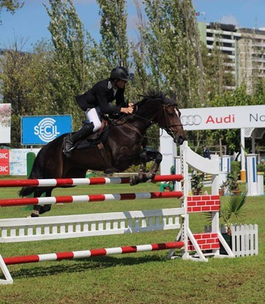 Critérios de Cavalos Novos: A criação nacional do Cavalo Português de Desporto em Alta!