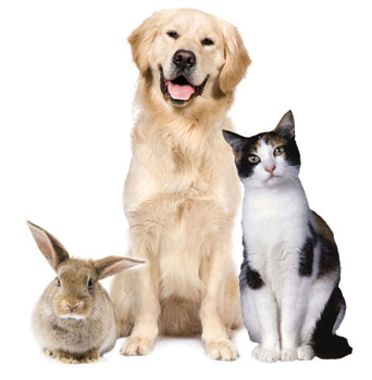 Quem maltratar animais pode ir preso a partir de hoje