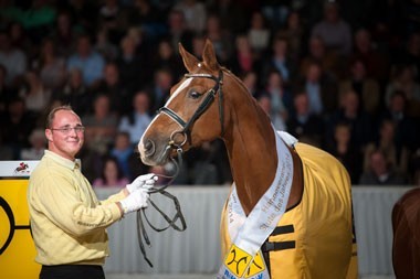 La Belle Hanoverian Mare of the Year 2014