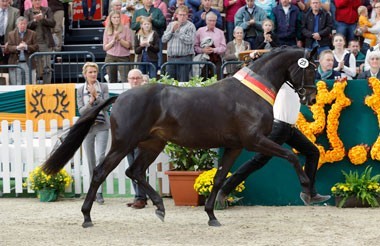 Sir Sansibar – Trakehner Champion Stallion 2014