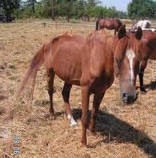 Câmara de Amares leiloa três cavalos e um poldro por 600 euros
