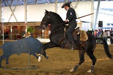 Resultados da VIII Jornada do Campeonato de Equitação de Trabalho