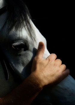 ICBAS quer construir hospital vocacionado para cavalos na Maia