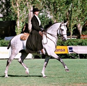 «Hostil» o melhor garanhão Lusitano do WBFSH