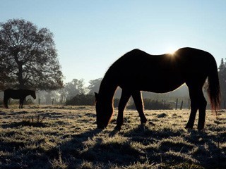 Câmara de Évora já recolheu mais de 20 cavalos abandonados