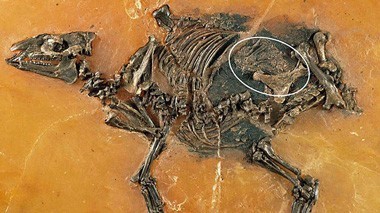 Fóssil de égua prenha encontrada na Alemanha