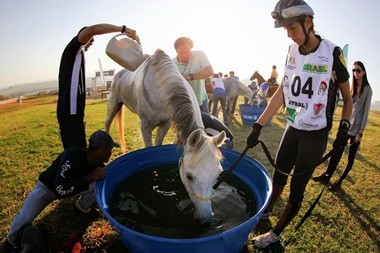 Import&acirc;ncia do Vet-Check na Resist&ecirc;ncia Equestre