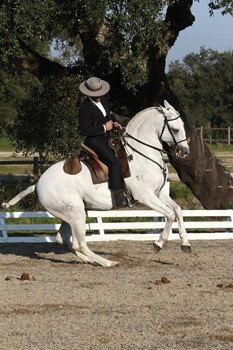 Resultados da primeira jornada da Final do Cpto. Nacional de Equita&ccedil;&atilde;o de Trabalho