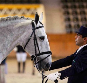12 Garanhões admitidos ao Livro de Adultos da Raça Lusitana (VÍDEO)