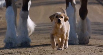 Comercial da Budweiser para o Super Bowl 2015 é pura emoção (VÍDEO)