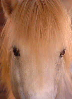Cavalos, c&atilde;es e gatos podem ajudar pessoas com Alzheimer