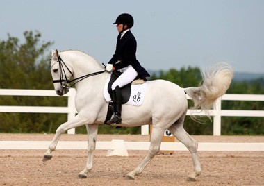 Lusitano «Zimbro» apurado para o Dressage Canada High Performance Programme 2015