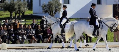 Governo quer dar visibilidade ao Cavalo Lusitano
