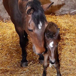 Nasceu o primeiro poldro de «Noltes Küchengirl» (VÍDEO)