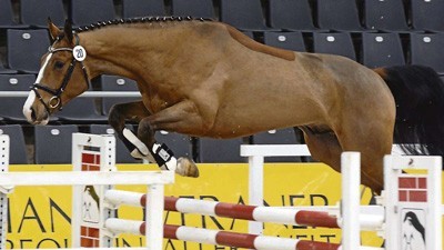 Carrico/Drosselklang II-son wins Free Jumping Test