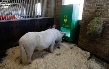 Shetland Pónei com periscópio (VÍDEO)