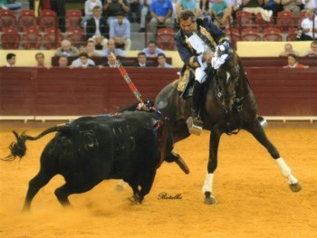 "Amoroso" melhor cavalo de toureio da temporada 2014