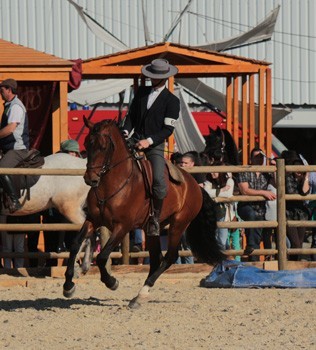 Ouro para &laquo;Gaio dos Cedros&raquo; Campe&atilde;o dos Campe&otilde;es da Feira Anual da Trofa 2015
