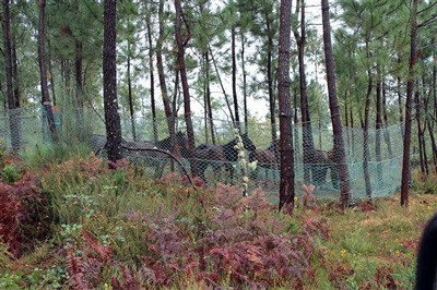 Cerco aos Cavalos no Alto Minho