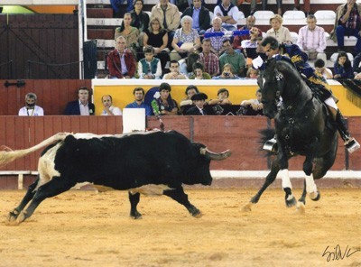 &laquo;Amoroso&raquo;: melhor Lusitano das arenas em 2014 foi hoje reprovado na Avalia&ccedil;&atilde;o de Reprodutores em Alter