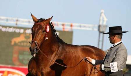 &laquo;Fidalgo TVF&raquo; o mais bem pontuado