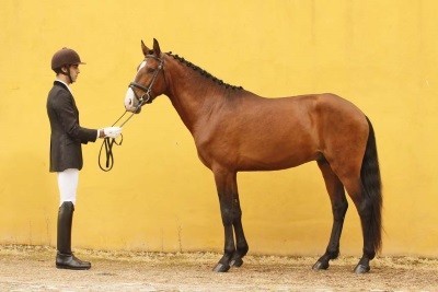 Leilão na Coudelaria vai atrair apaixonados pelo cavalo Lusitano (VÍDEO)