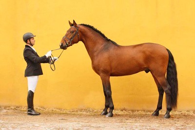 Leil&atilde;o de Alter: vendidos apenas 6 exemplares (V&Iacute;DEO)