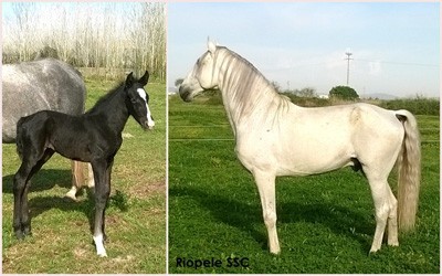 Lusitanos de Primavera 2015