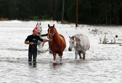 Surfista salva 5 cavalos das inundações na Austrália (VÍDEO)