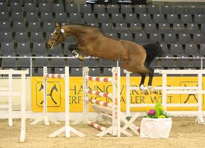 Carrico/Quidam de Revel-son Champion of his Age-Group