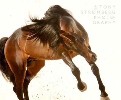 Tony Stromberg orientou workshop de fotografia