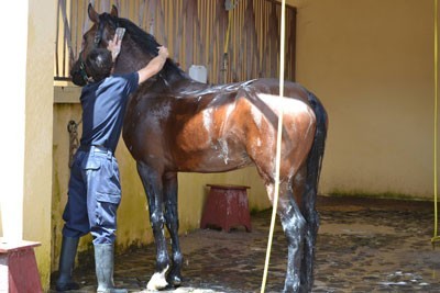 Precisa-se Tratador de Cavalos (M/F)