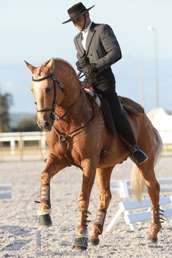 1&ordf; Jornada do Campeonato Nacional de Equita&ccedil;&atilde;o de Trabalho - Ovibeja