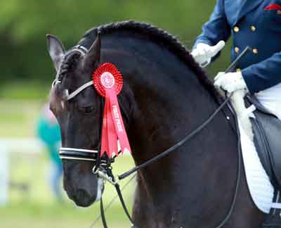 &laquo;Atinado OC&raquo; medalha de ouro no Royal Windsor Horse Show