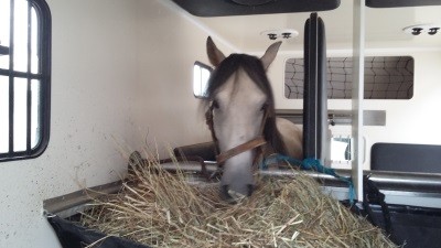 &laquo;Foque&raquo; (CN) integrado no Cadre Noir de Saumur