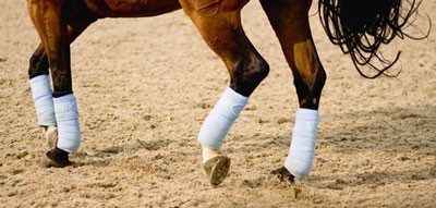 Study shows dressage public demand more transparent judging