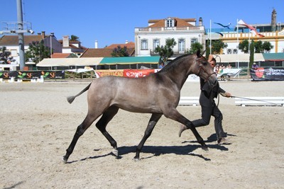 Expo&eacute;gua 2015: "JURD&Acirc;NEA" &eacute; &Eacute;gua de Ouro