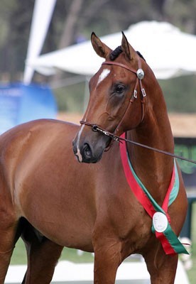 «Indigo» eleito Campeão dos Campeões
