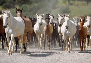 Cavalos: Registo de propriedade com novas regras